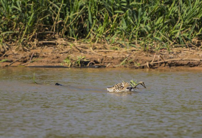 jaguar hunts for a crocodile