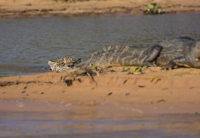 jaguar hunts for a crocodile