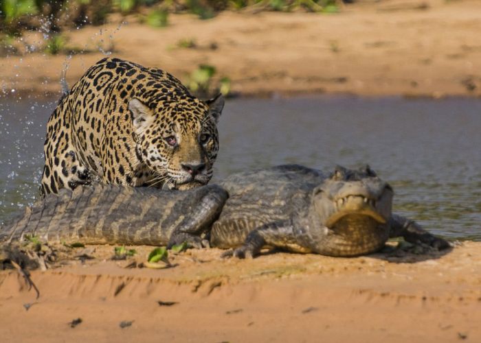 jaguar hunts for a crocodile