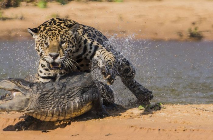 jaguar hunts for a crocodile