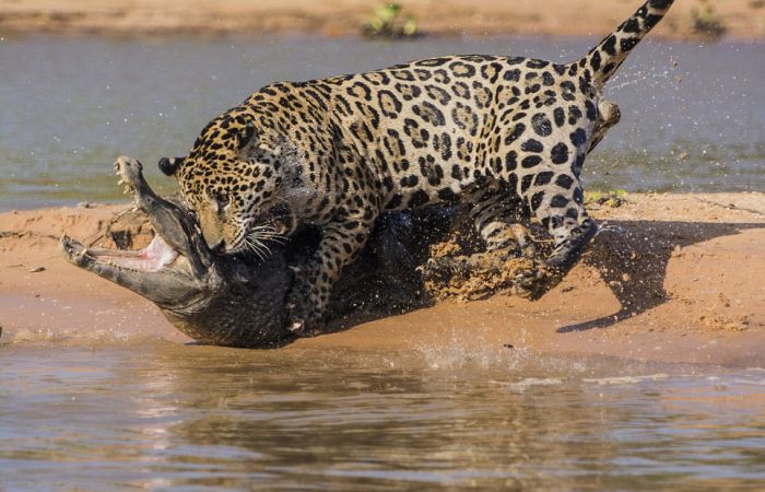 jaguar hunts for a crocodile