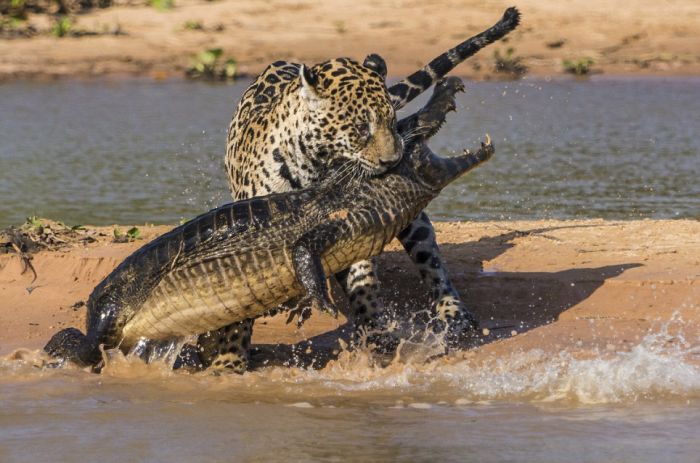 jaguar hunts for a crocodile