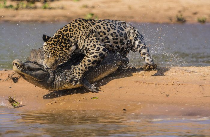 jaguar hunts for a crocodile