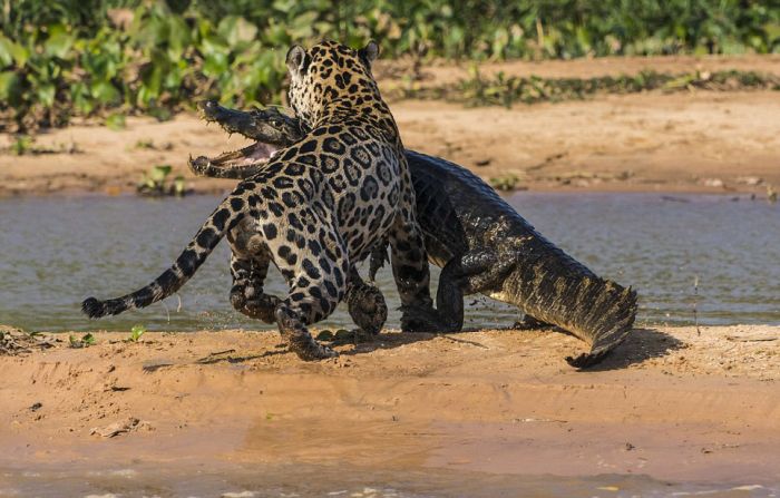 jaguar hunts for a crocodile