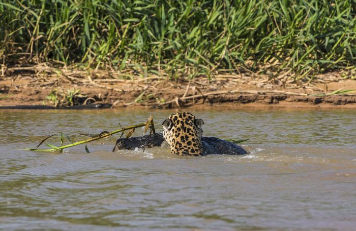 jaguar hunts for a crocodile