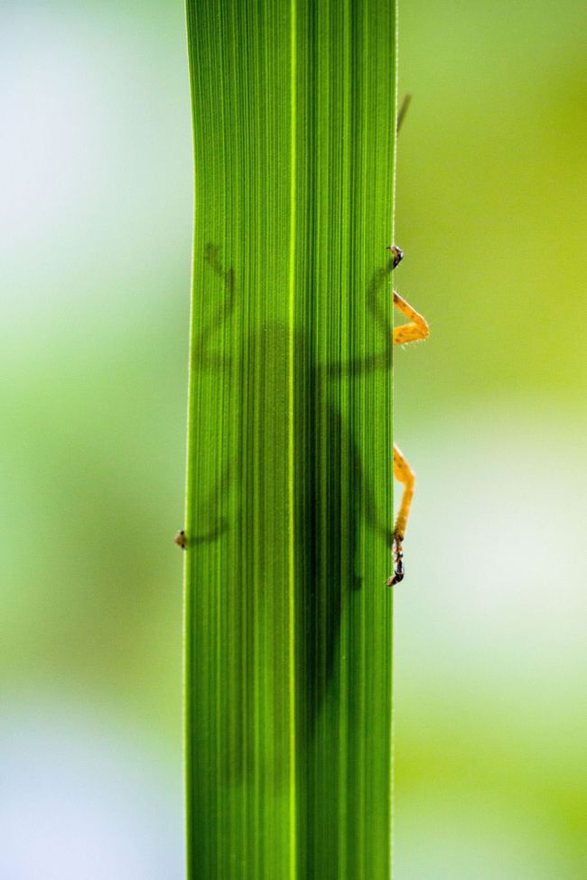 grasshopper eating a plant
