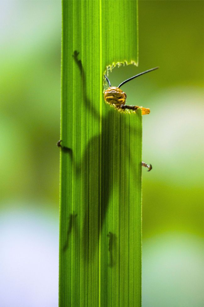 grasshopper eating a plant