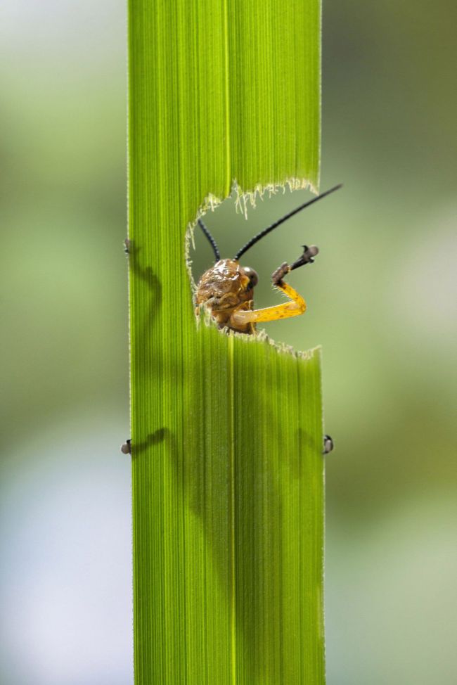 grasshopper eating a plant