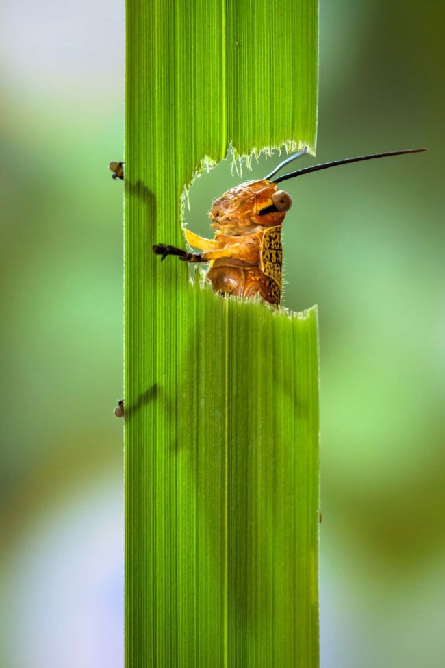 grasshopper eating a plant