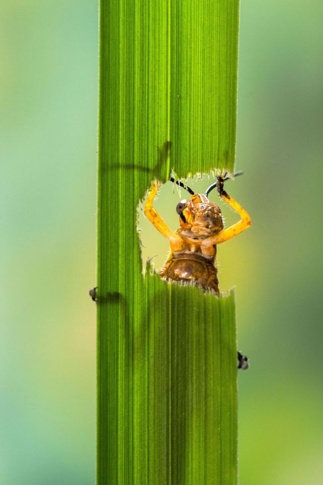 grasshopper eating a plant