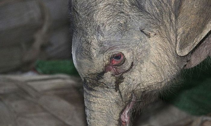 baby elephant cried for hours after mother rejected him