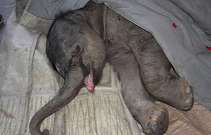 baby elephant cried for hours after mother rejected him