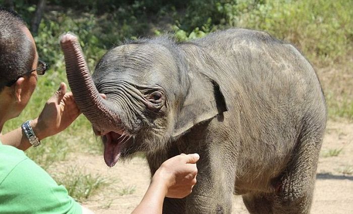 baby elephant cried for hours after mother rejected him