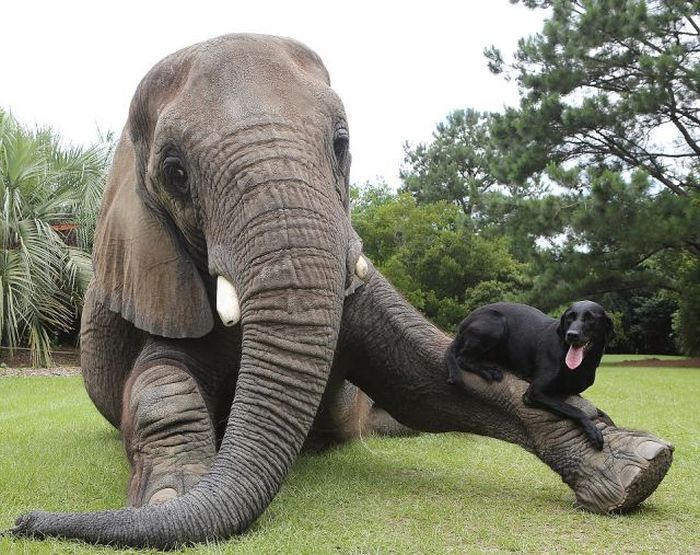 elephant and labrador dog are best friends