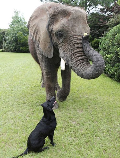 elephant and labrador dog are best friends