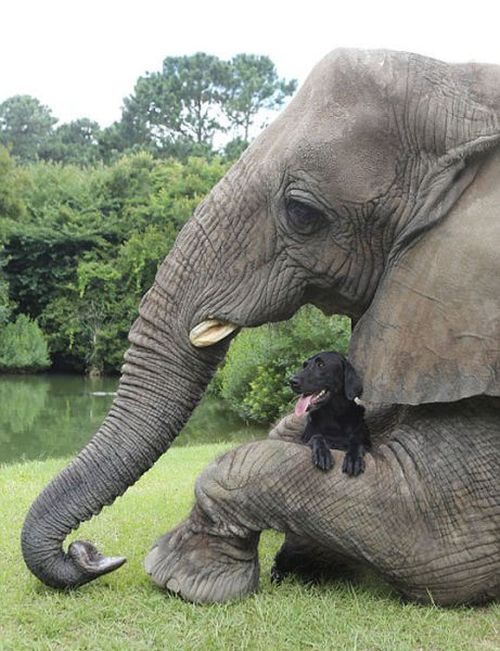 elephant and labrador dog are best friends