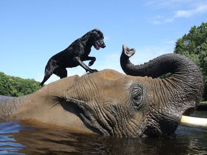 elephant and labrador dog are best friends