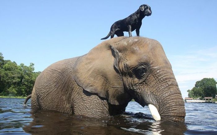 elephant and labrador dog are best friends