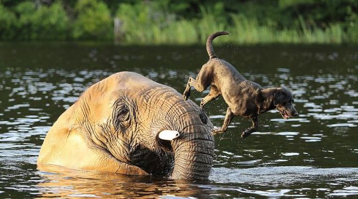 elephant and labrador dog are best friends