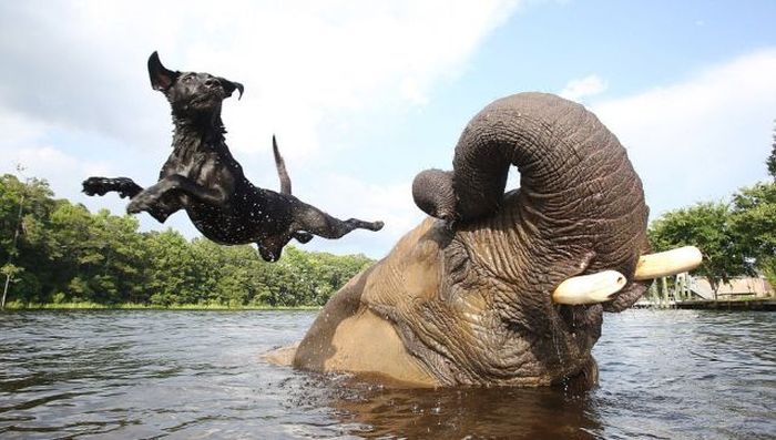 elephant and labrador dog are best friends