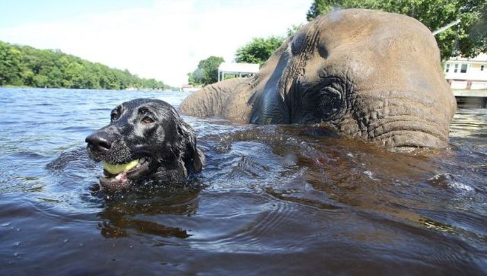 elephant and labrador dog are best friends