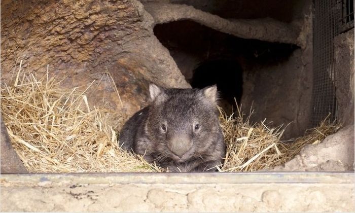 Patrick, 27-year-old wombat