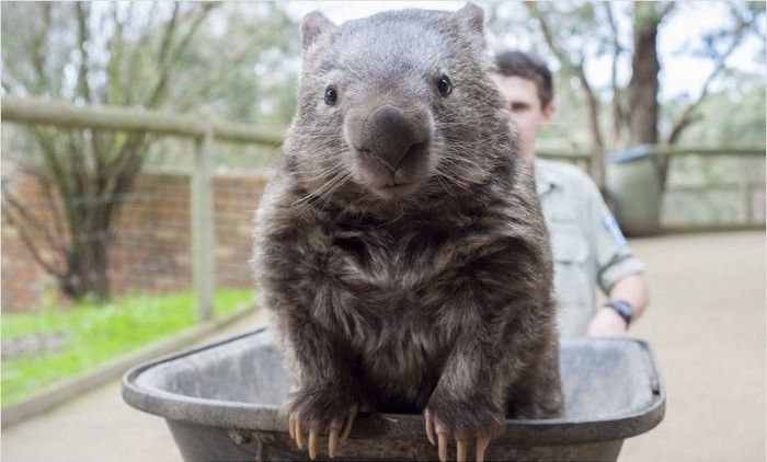 Patrick, 27-year-old wombat