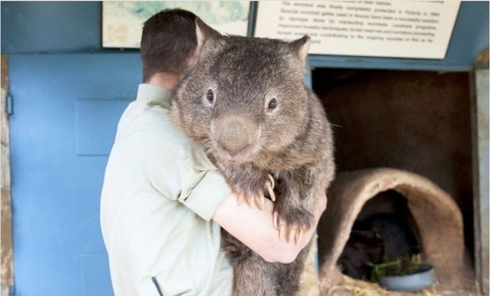 Patrick, 27-year-old wombat