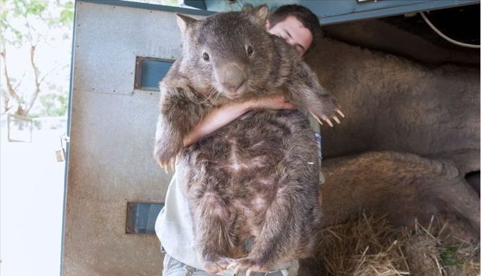 Patrick, 27-year-old wombat