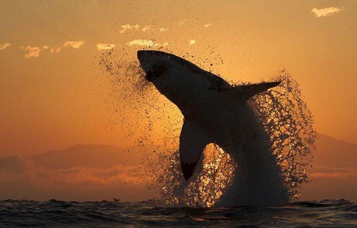 great white shark hunting in the sunset