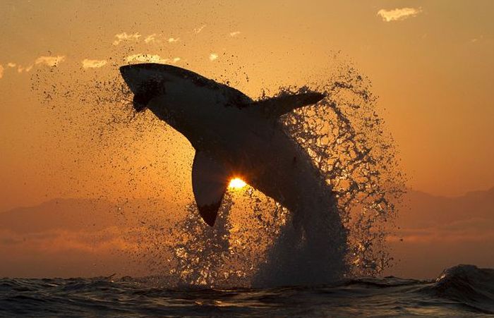 great white shark hunting in the sunset