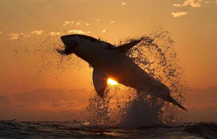 great white shark hunting in the sunset