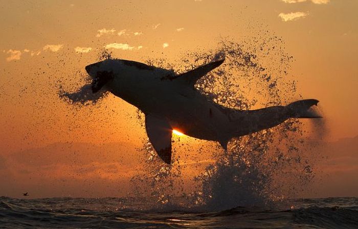 great white shark hunting in the sunset