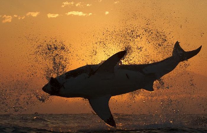 great white shark hunting in the sunset