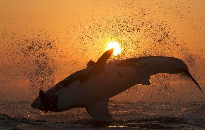 great white shark hunting in the sunset