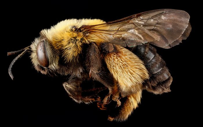 insect macro photography