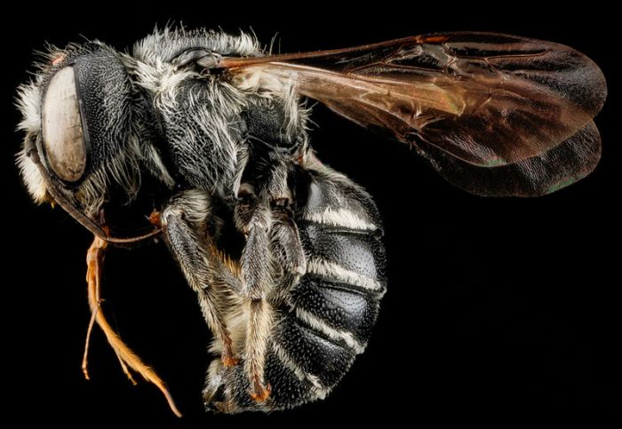 insect macro photography