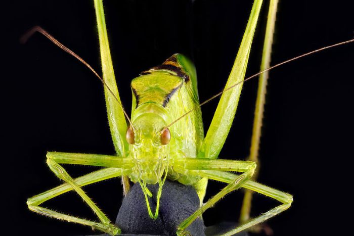 insect macro photography