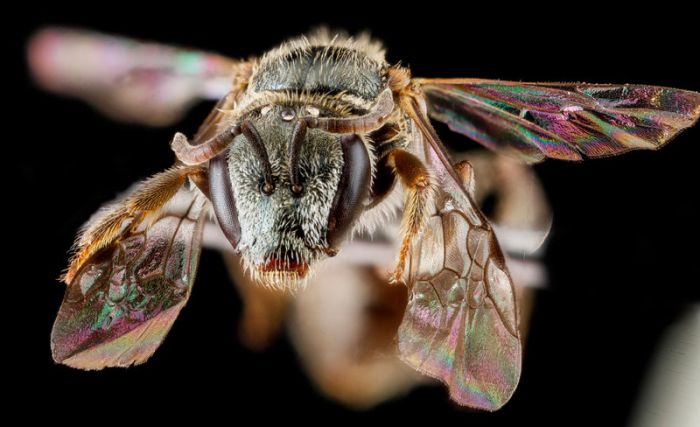 insect macro photography