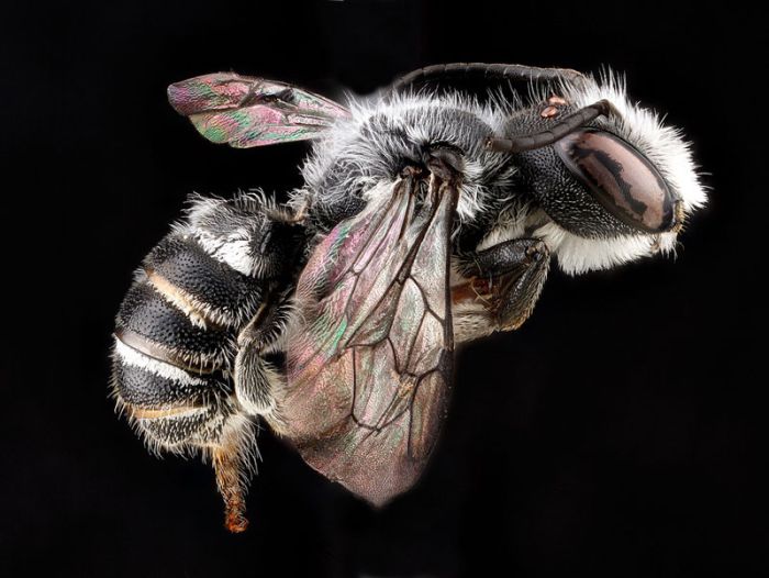 insect macro photography