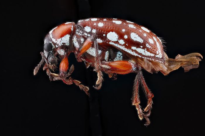 insect macro photography