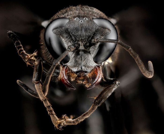 insect macro photography