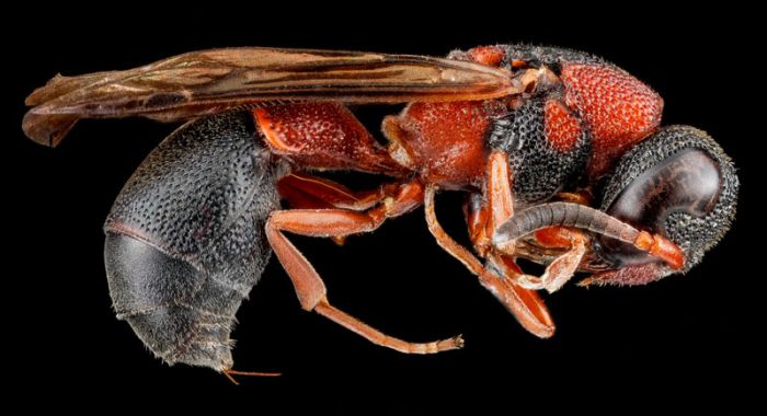 insect macro photography