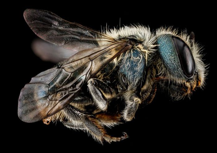 insect macro photography