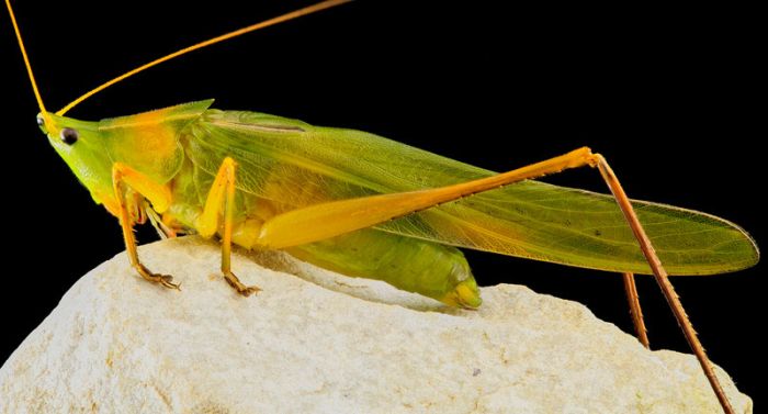 insect macro photography