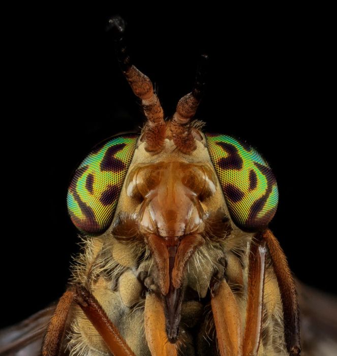 insect macro photography