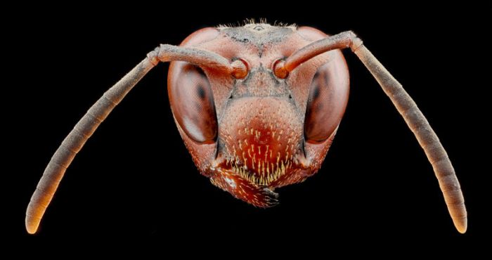 insect macro photography