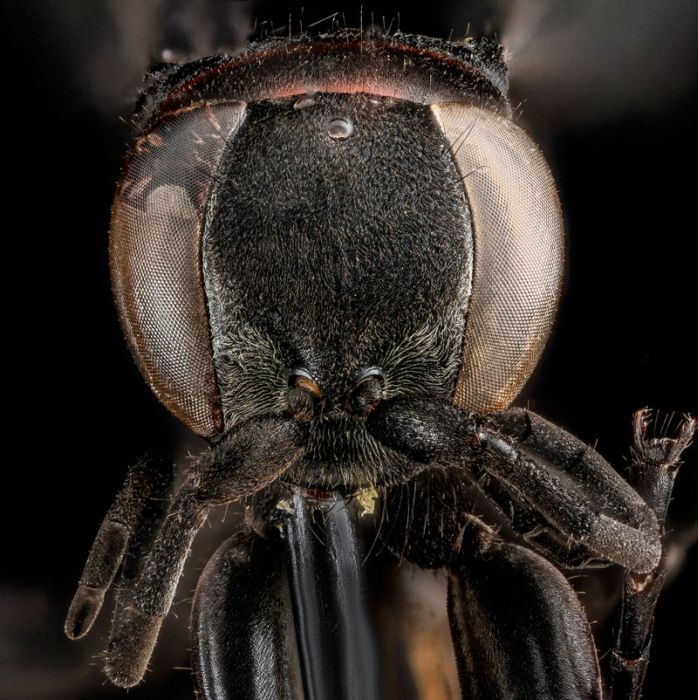 insect macro photography