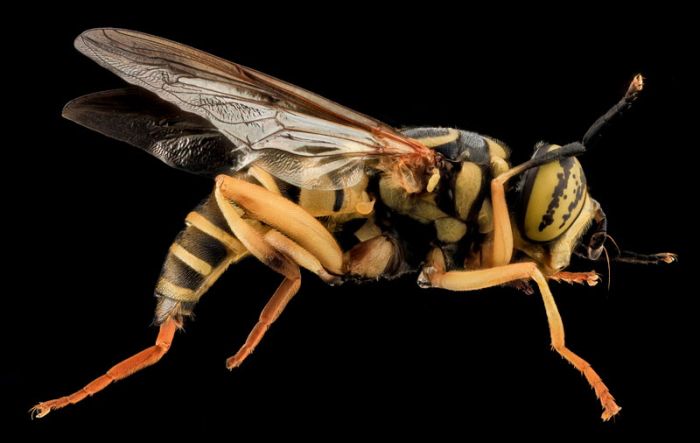 insect macro photography