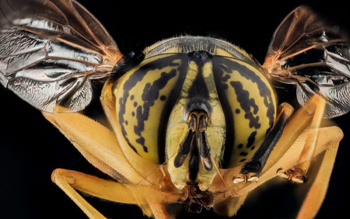 insect macro photography